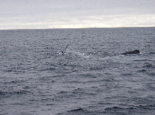 Humpbacks